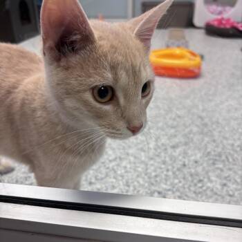 Milky -  Domestic Short Hair Cat for Adoption in Ottawa, Kansas - Milky | PetCurious
