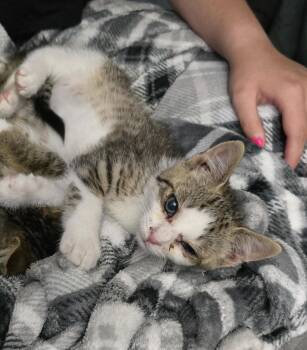 Pineapple Soda -  Domestic Short Hair Cat for Adoption in Trenton, New Jersey - Pineapple Soda | PetCurious