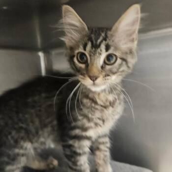 Jupiter -  Domestic Short Hair Cat for Adoption in Grantsville, Utah - Jupiter | PetCurious