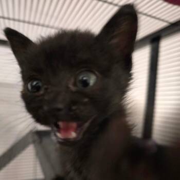 Chad Crunchwrap -  Domestic Medium Hair Cat for Adoption in Clarksville, Arkansas - Chad Crunchwrap | PetCurious