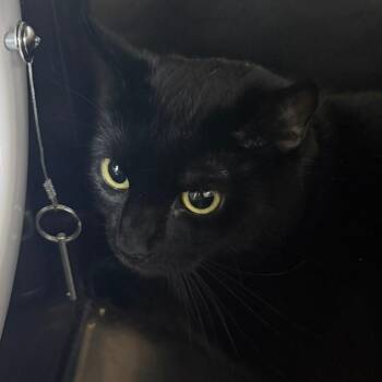 Lindsey -  Domestic Short Hair Cat Available for Adoption in Las Vegas, Nevada - Lindsey | PetCurious