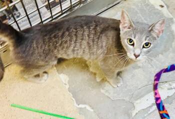 Bonnie -  Domestic Short Hair Cat for Adoption in Herndon, Virginia - Bonnie | PetCurious
