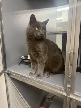 Domestic Short Hair Cats Available for Adoption - Mortie  | PetCurious