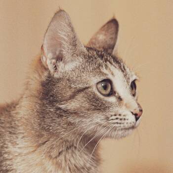 Rescue Domestic Short Hair Cats for Adoption in Cumming, Georgia - Vic | PetCurious