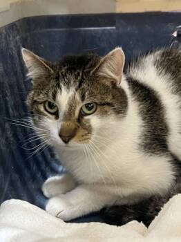 Rescue Domestic Short Hair Cats for Adoption in West Chester, Pennsylvania - Palico | PetCurious