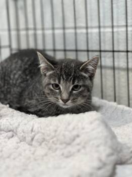 Fuzz -  Domestic Short Hair Cat for Adoption in Jackson, Michigan - Fuzz | PetCurious