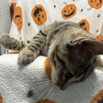 Jordana -  Domestic Short Hair Cat for Adoption in Janesville, Wisconsin - Jordana | PetCurious