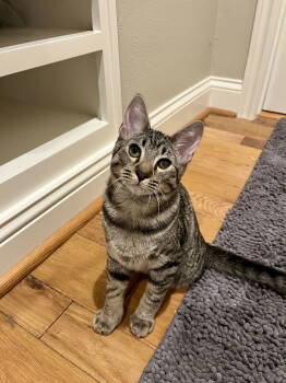 Rescue Domestic Short Hair Cats for Adoption in Long Beach, California - Triscuit | PetCurious