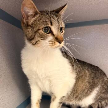 Domestic Short Hair Cats Available for Adoption in Goleta, California - Tinker | PetCurious