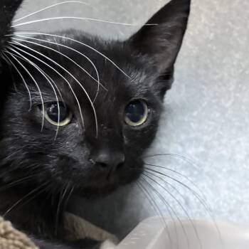 Sunfyre-4448 -  Domestic Short Hair Cat for Adoption in Tyler, Texas - Sunfyre-4448 | PetCurious