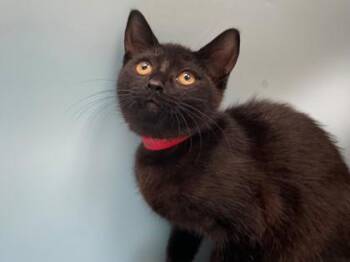 Cinnamon Toast Crunch -  Domestic Short Hair Cat for Adoption in Minneapolis, Minnesota - Cinnamon Toast Crunch | PetCurious