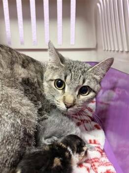 61324006 -  Domestic Short Hair Cat for Adoption in El Paso, Texas - 61324006 | PetCurious