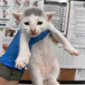 Domestic Short Hair Cats Available for Adoption in Edinburg, Texas - Fitz | PetCurious