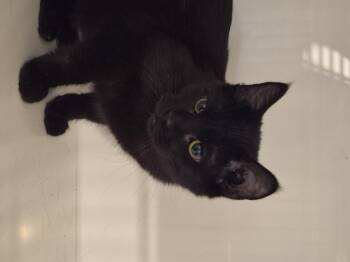 Rescue Domestic Short Hair Cats for Adoption in Blue Springs, Missouri - Pocus | PetCurious