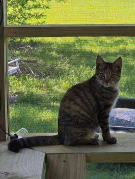 Domestic Short Hair Cats Available for Adoption in Miami, Oklahoma - Country Belle | PetCurious