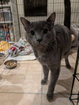 Domestic Short Hair Cats Available for Adoption in Lancaster, Pennsylvania - Mongoo | PetCurious