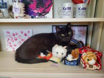 Martini -  Domestic Short Hair Cat for Adoption in Kalamazoo, Michigan - Martini | PetCurious