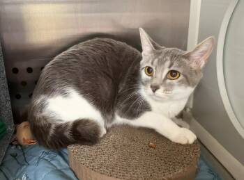 Josie -  Domestic Short Hair Cat for Adoption in Nashville, Tennessee - Josie | PetCurious