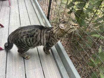Trill -  Tabby and Domestic Short Hair Cat for Adoption in Fayetteville, Georgia - Trill | PetCurious
