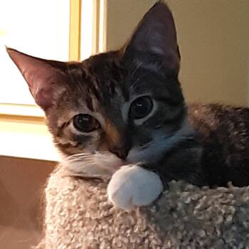 Rescue Tabby Cats for Adoption in Smithfield, North Carolina - Kevin | PetCurious