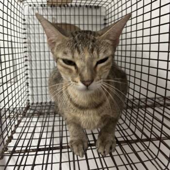 Janie -  Domestic Short Hair Cat for Adoption in Edinburg, Texas - Janie | PetCurious