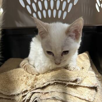 Rescue Domestic Short Hair Cats for Adoption in Morganton, North Carolina - Pearl | PetCurious