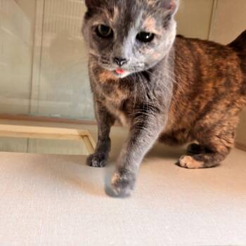 Domestic Short Hair Cats Available for Adoption in Midland, Texas - Rosie | PetCurious