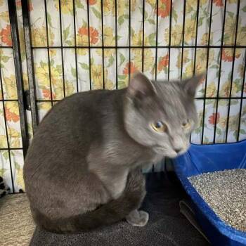 Domestic Short Hair Cats Available for Adoption - Desmond | PetCurious