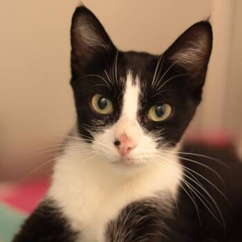 Aretha Franklin -  Domestic Short Hair Cat for Adoption in Philadelphia, Pennsylvania - Aretha Franklin | PetCurious