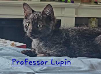 Professor Lupin -  Domestic Medium Hair Cat for Adoption in Shrewsbury, Massachusetts - Professor Lupin | PetCurious