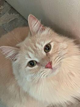 Domestic Long Hair Cats Available for Adoption - Timon (coming Soon!) | PetCurious
