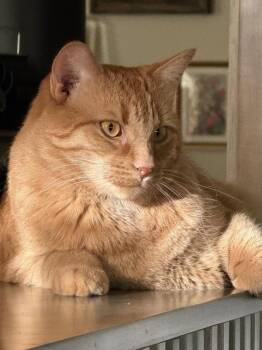 Jonesy -  Domestic Medium Hair Cat for Adoption in Sunnyvale, California - Jonesy | PetCurious