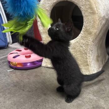 Felix -  Domestic Short Hair Cat for Adoption in Waynesburg, Pennsylvania - Felix | PetCurious