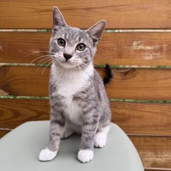 Rocky and Baby Francis -  Domestic Short Hair Cat for Adoption in Philadelphia, Pennsylvania - Rocky And Baby Francis | PetCurious