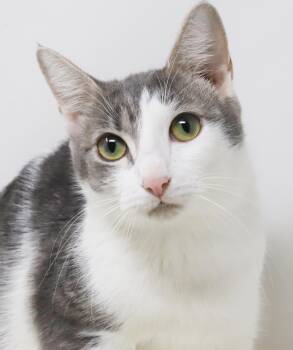 Rescue Turkish Van and Tabby Cats for Adoption in Bedford Hills, New York - Senora Luna Is Nothing Less Than Amazing! VIDEOS!!  Gentle Thera | PetCurious