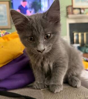 Domestic Long Hair Cats Available for Adoption in Youngsville, North Carolina - Moppet26 | PetCurious