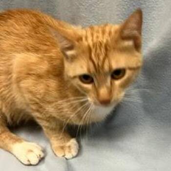 Perch -  Tabby Cat for Adoption in Green Valley, Arizona - Perch | PetCurious