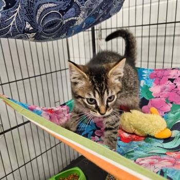 Jack -  Domestic Short Hair Cat for Adoption in Zanesville, Ohio - Jack | PetCurious