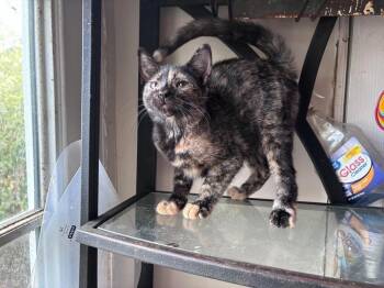 Whomping Willow -  Domestic Short Hair Cat for Adoption in Milton, Delaware - Whomping Willow | PetCurious