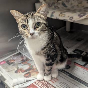Domestic Short Hair Cats Available for Adoption in Springfield, Illinois - Karla | PetCurious