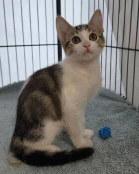 Calix -  Domestic Short Hair Cat for Adoption in Novato, California - Calix | PetCurious