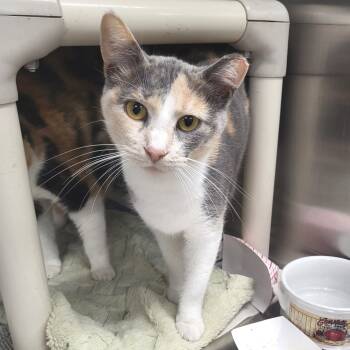 Rescue Domestic Short Hair Cats for Adoption in Belleville, Illinois - RuPaul - Petsmart Belleville | PetCurious