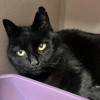 Winnie -  Domestic Short Hair Cat Available for Adoption in New Hope, Pennsylvania - Winnie | PetCurious