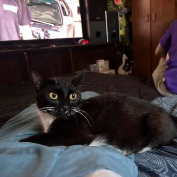 FOUND Albert Lea -  American Shorthair Cat for Adoption in Rochester, Minnesota - FOUND Albert Lea | PetCurious