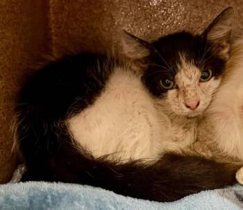 Stitch -  Domestic Short Hair Cat for Adoption in Park Row, Texas - Stitch | PetCurious