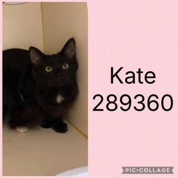 A289360 -  Domestic Short Hair Cat for Adoption in Macon, Georgia - A289360 | PetCurious