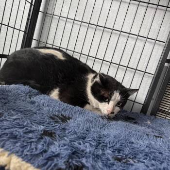 Domestic Short Hair Cats Available for Adoption in Crookston, Minnesota - Domino  | PetCurious