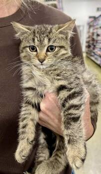 Rescue Tabby Cats for Adoption in Memphis, Tennessee - Echo | PetCurious