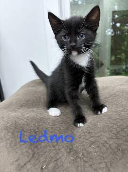 Ledmo -  Domestic Short Hair Cat Available for Adoption in Clarksville, Tennessee - Ledmo | PetCurious