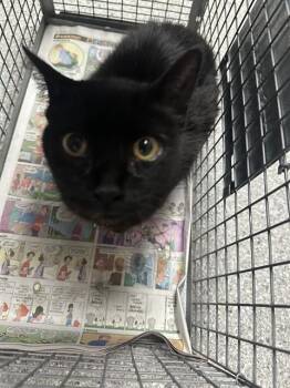 Domestic Short Hair Cats Available for Adoption in Pasadena, Texas - A184513 | PetCurious